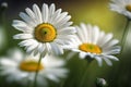 Beautiful white daisy flowers in sunny day. Field of daisy flowers. generative AI Royalty Free Stock Photo