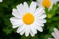 Beautiful White daisy fresh flower in garden. Royalty Free Stock Photo