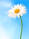 Beautiful white daisy in front of the blue sky Royalty Free Stock Photo