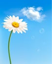 Beautiful white daisy in front of the blue sky. Royalty Free Stock Photo