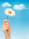 Beautiful white daisy in front of the blue sky. Royalty Free Stock Photo