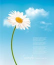 Beautiful white daisy in front of the blue sky. Royalty Free Stock Photo