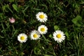 A beautiful white daisy on green background