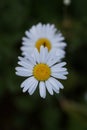 Beautiful white daisy growing in a summer garden Royalty Free Stock Photo