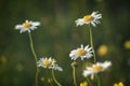 Beautiful white daisy growing in a summer garden.Leucanthemum vulgare. Royalty Free Stock Photo