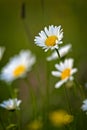 Beautiful white daisy growing in a summer garden.Leucanthemum vulgare. Royalty Free Stock Photo