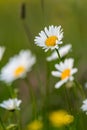 Beautiful white daisy growing in a summer garden.Leucanthemum vulgare Royalty Free Stock Photo