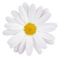 Beautiful white Daisy Marguerite with a little pink, isolated on white background, including clipping path