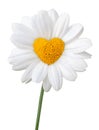 Beautiful white Daisy Marguerite, pistils in the shape of a heart, isolated on white background including clipping path Royalty Free Stock Photo