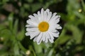 Beautiful white daisy on a meadow close up Royalty Free Stock Photo