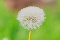 Beautiful white dandelion as a background or texture Royalty Free Stock Photo