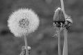 a beautiful white dandelion in soft green grass on an idyllic background of a cloudy autumn day Royalty Free Stock Photo