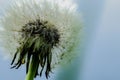 a beautiful white dandelion in soft green grass on an idyllic background of a cloudy autumn day Royalty Free Stock Photo