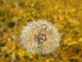 White dandelion fluff in autumn plants background