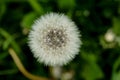 a beautiful white dandelion in soft green grass on an idyllic background of a cloudy autumn day Royalty Free Stock Photo