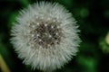 a beautiful white dandelion in soft green grass on an idyllic background of a cloudy autumn day Royalty Free Stock Photo