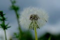 a beautiful white dandelion in soft green grass on an idyllic background of a cloudy autumn day Royalty Free Stock Photo