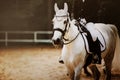 A beautiful white dappled horse with a rider in the saddle is walking along a sandy arena on a dark summer evening. Equestrian