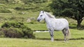 A Beautiful White Dartmoor Pony, Devon, England Royalty Free Stock Photo