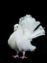 Beautiful white decorative dove Royalty Free Stock Photo