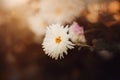 Beautiful white delicate chrysanthemum flowers bloom on thin stems on a sunny evening. Nature