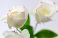 Beautiful white delicate eustoma or lisianthus flowers with pink tips of petals / soft focus with shallow depth of field Royalty Free Stock Photo