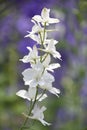 Beautiful White Delphinium Flower Blooming and Flowering
