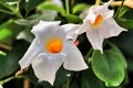 White Diplademia flowers in the garden Royalty Free Stock Photo