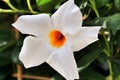 White Diplademia flowers in the garden Royalty Free Stock Photo