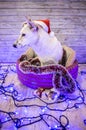 Beautiful white dog. Christmas photo. Happy New Year and Merry Christmas