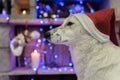 Beautiful white dog. Christmas photo. Happy New Year and Merry Christmas