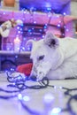 Beautiful white dog. Christmas photo. Happy New Year and Merry Christmas