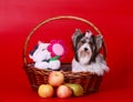 A beautiful white dog sits in a basket with a toy and fruit.
