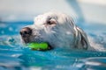 Beautiful white dog swims through clear blue water with a ball in it`s mouth Royalty Free Stock Photo