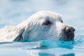 Beautiful white dog swims through clear blue water. Royalty Free Stock Photo