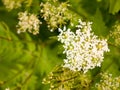 Beautiful white domesticated cow parsley in garden in spring Royalty Free Stock Photo