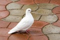 Beautiful white dove, dove of peace, on the wet road. Domestic pigeon Columba livia domestica Royalty Free Stock Photo