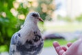 Beautiful white dove and human hand on a blurred background. The concept of kindness and helping animals Royalty Free Stock Photo