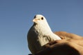 Beautiful white dove sitting on a female hand. Royalty Free Stock Photo