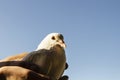 Beautiful white dove sitting on a female hand. Royalty Free Stock Photo