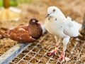 Beautiful White dove with Steiger cropper brown pigeon