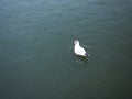 A beautiful white dove is swimming in the pond in Kew garden in London