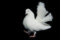 Beautiful white dove walking Royalty Free Stock Photo