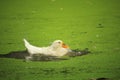 A beautiful white duck is bathing in the water of the pond Royalty Free Stock Photo