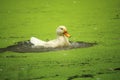 A beautiful white duck is bathing in the water of the pond Royalty Free Stock Photo