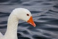White duck swimming on the lake close-up portrait Royalty Free Stock Photo