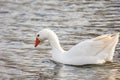 Beautiful white duck swimming on the lake with water reflection Royalty Free Stock Photo