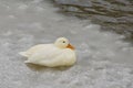 A beautiful white duck walk on the ice covered lake