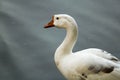 Beautiful white duck wigh bokdh water background Royalty Free Stock Photo