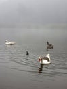 beautiful white ducks with orange beak